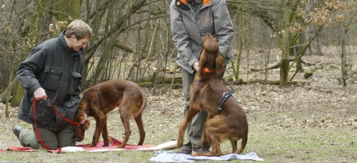 Hundeschule Berlin